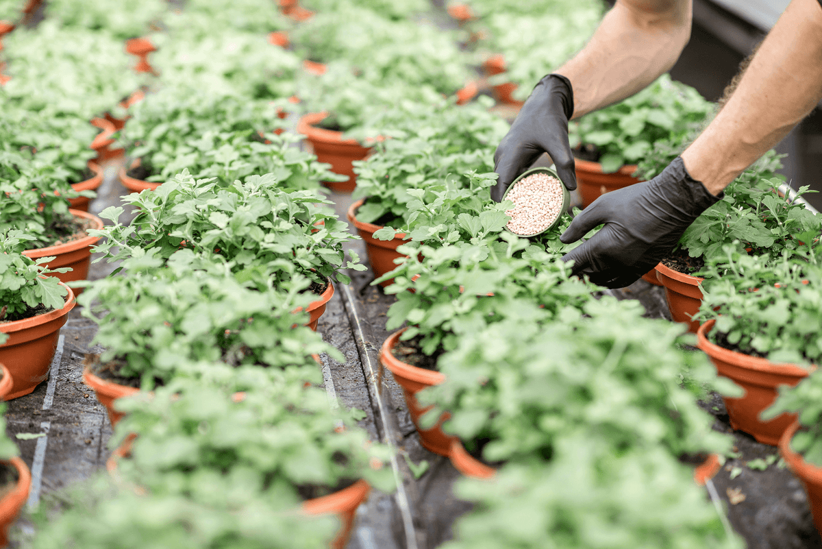 Natürliche Schädlingsbekämpfung im Garten: Effektive Methoden gegen Blattlaus und Co - organischer-dünger