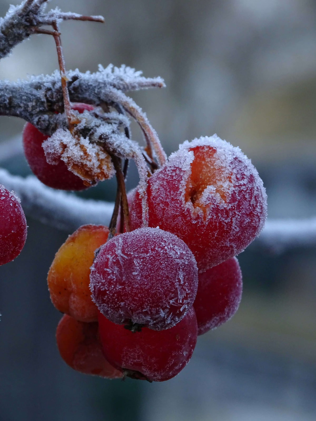Pflegearbeiten im Februar: Stauden- und Obstbaumschnitt, biologische Baumpflege und effektive Schutzmaßnahmen - organischer-dünger