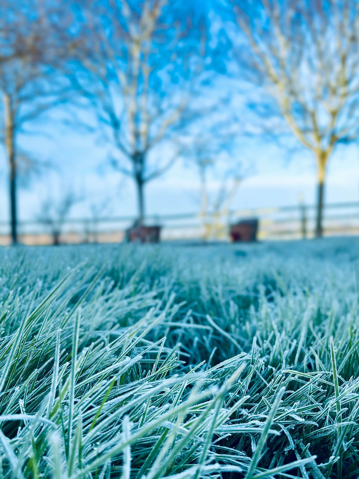 Rasenpflege im Winter: So bleibt Ihr Grün gesund durch die kalte Jahreszeit - organischer-dünger